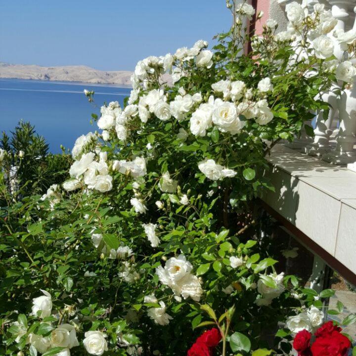 Villa Lilly Cesarica Dış mekan fotoğraf
